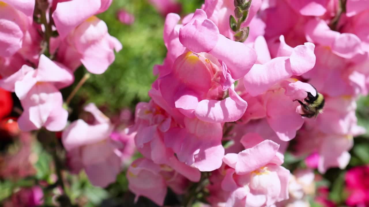 A bee navigates through clusters of vivid pink snapdragon flowers in a lush garden setting.