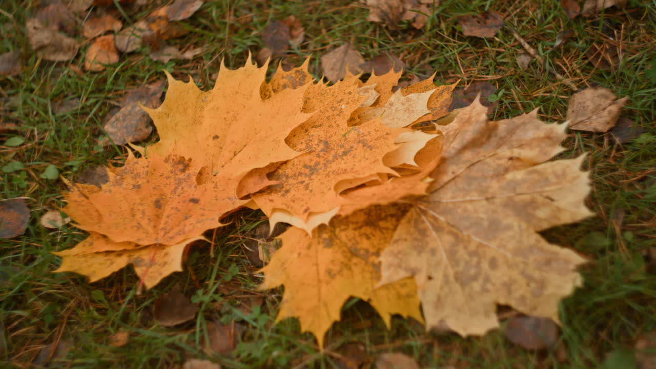 Autumn Maple Leaves on Grass