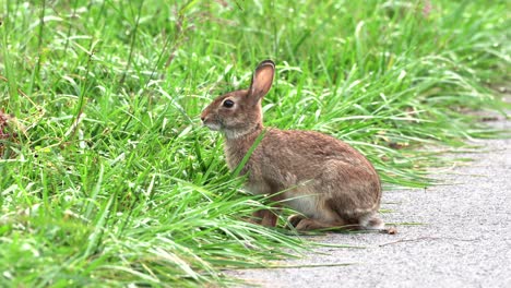 a cotton tail rabbit sitting on a path and eating blades of grass