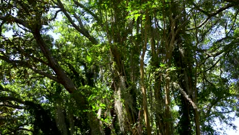 A-southern-willow-in-Hampton-Park