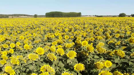 over flying sunflower field with yellow flowers