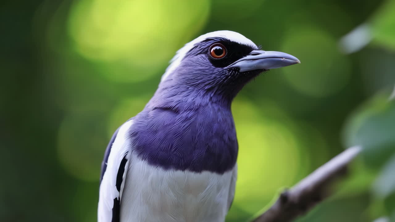 Close-up of a White-Crested Bird Perched on a Branch