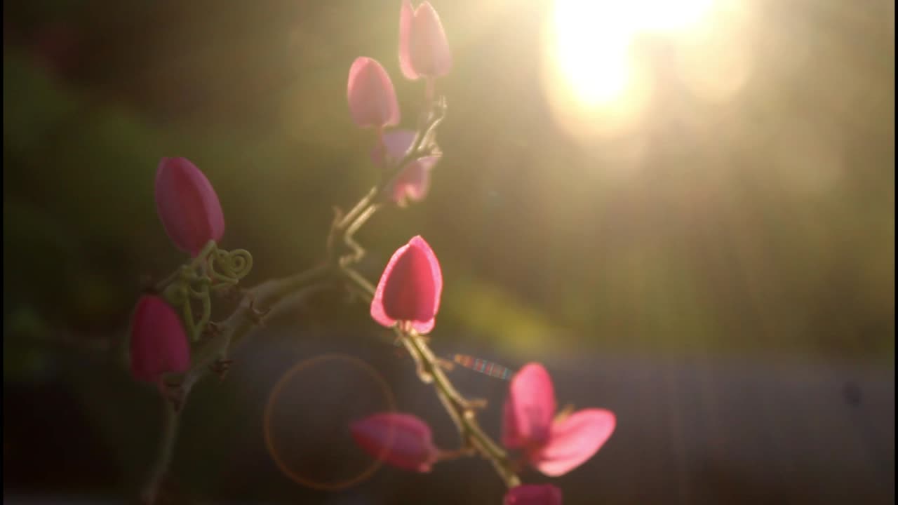 빛 속의 분홍색 꽃