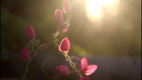 pink flowers in sunlight