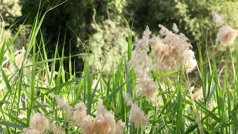 static shot of idyllic vegetation under the summer daylight, trees out of focus on the background