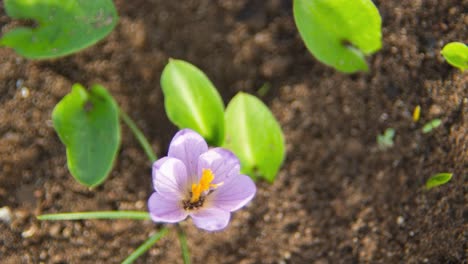 hermosa flor silvestre con micro insectos en el interior, vista de lapso de tiempo de cerca