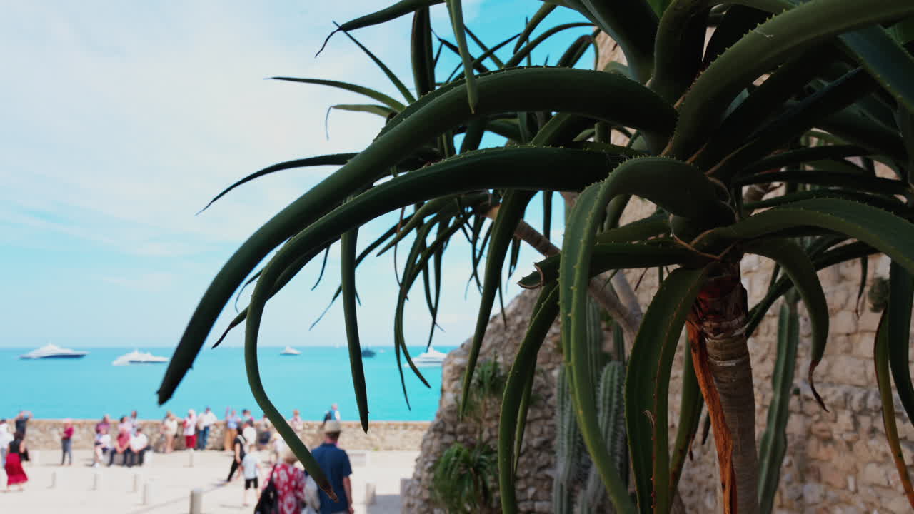 Close up of an aloe tree with people walking on the beach on the blurred background