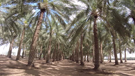 palm tree plantation under a clear sky