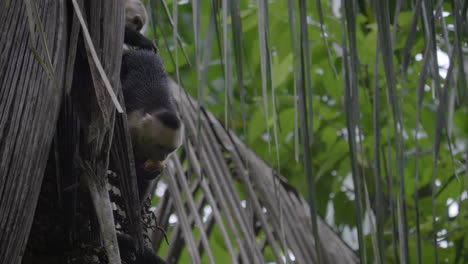 capuchin monkey hanging from a tree eating fruit in manuel antonio national park, costa rica