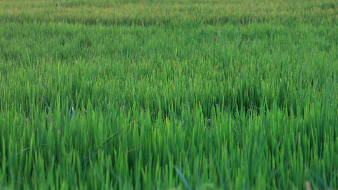 일몰 동안 푸른 잔디나 밀이 있는 무성한 녹색 들판의 넓은 샷