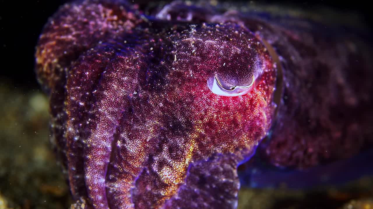 Giant Australian Cuttlefish Juvenile Sepia apama color change 4k 25fps