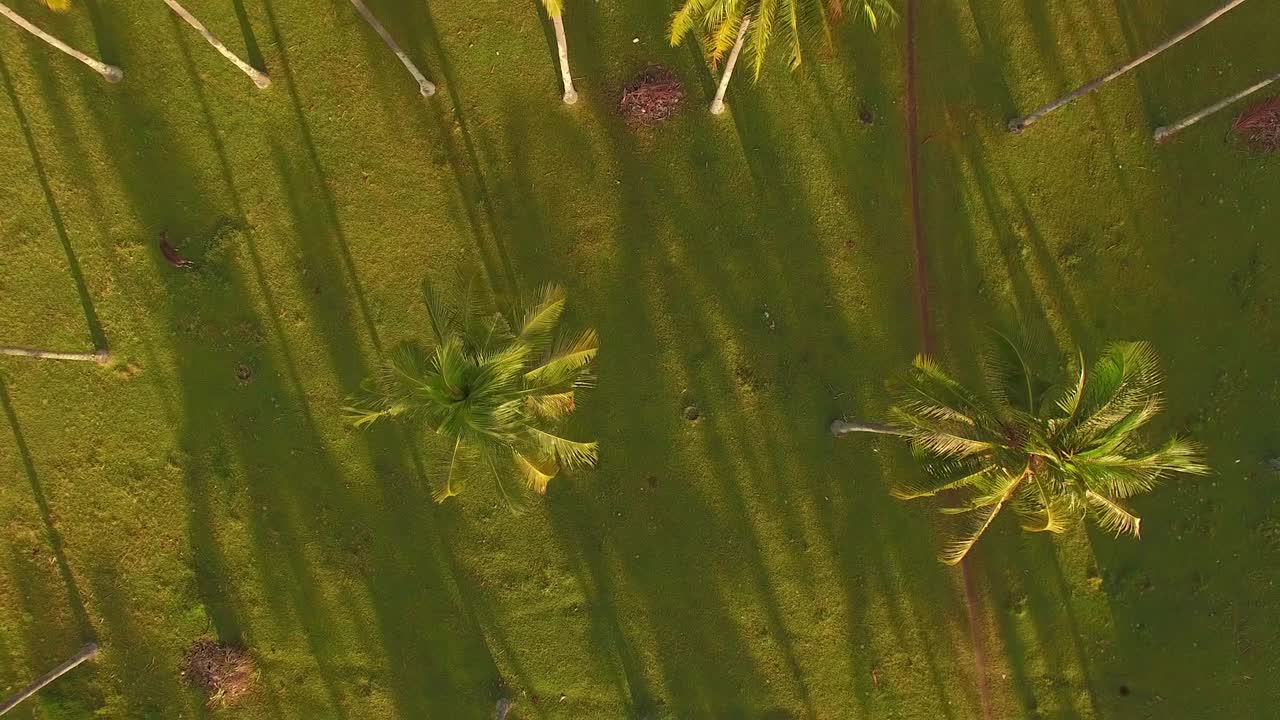 volando a través de hileras de palmeras