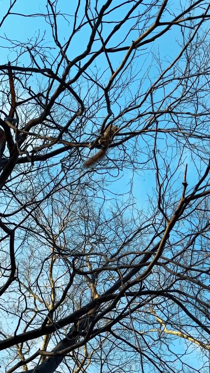 Ardilla gris oriental posada en una rama de árbol desnuda. Pequeña ardilla sentada en finas ramas sin hojas contra un fondo de cielo azul claro a principios de primavera o en invierno.