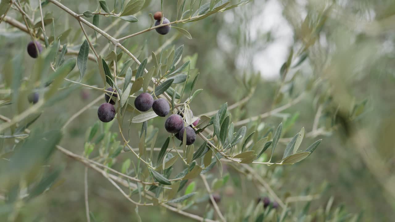 Ripe Olives on Tree Branch Close Up