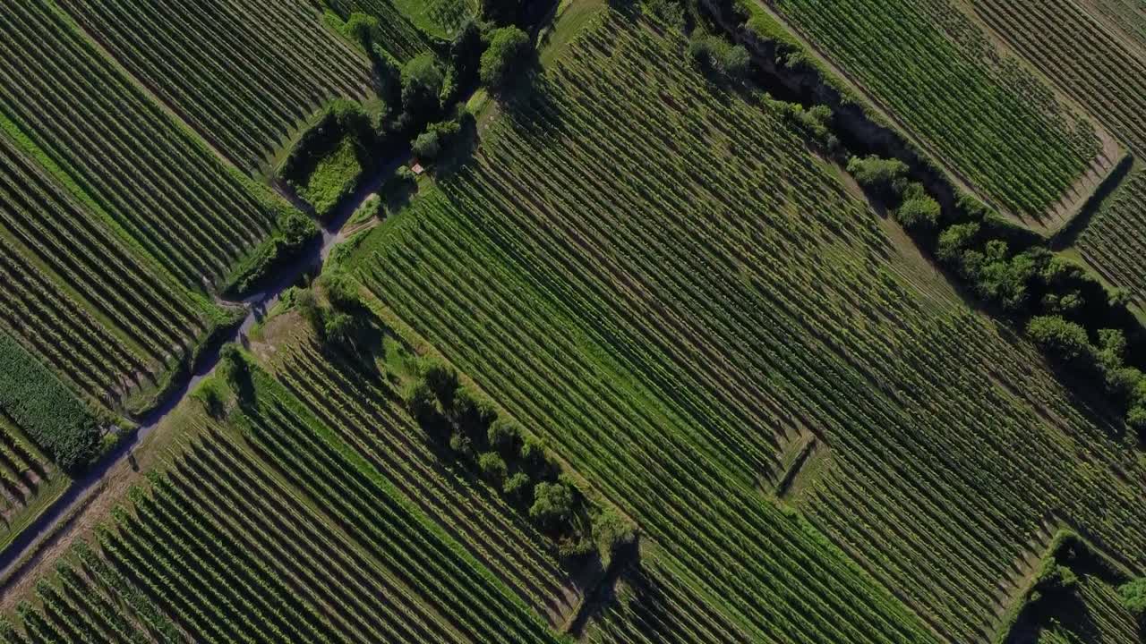 Aerial view of an astonishing green field with trees, from above