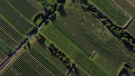 vista aérea de un asombroso campo verde con árboles, desde arriba