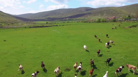 Aerial-view-of-cows-herding-and-running-on-green-field