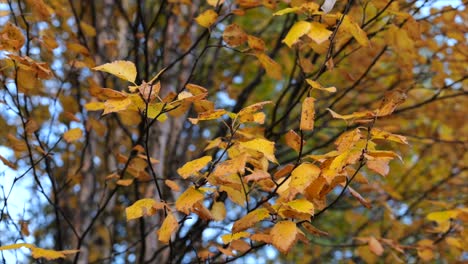 orange color poplar leaves hanging on branch in october - orbit shot in slow motion