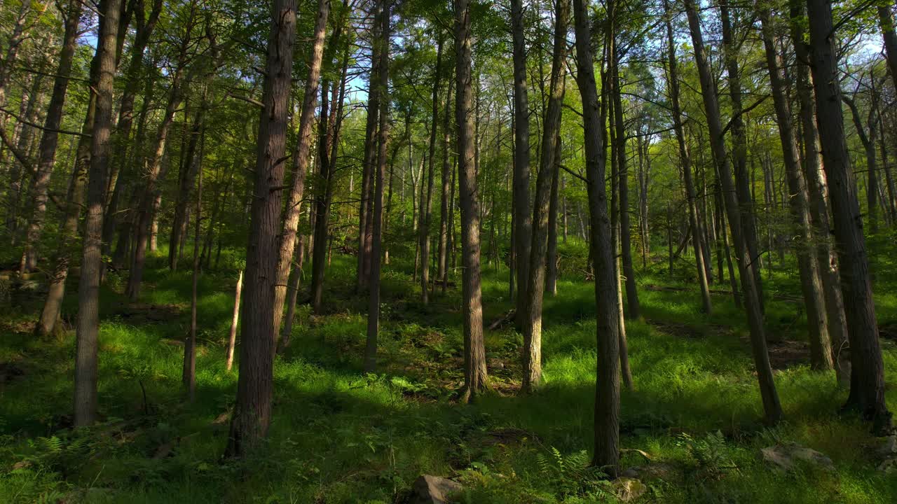 bosque salpicado de sol