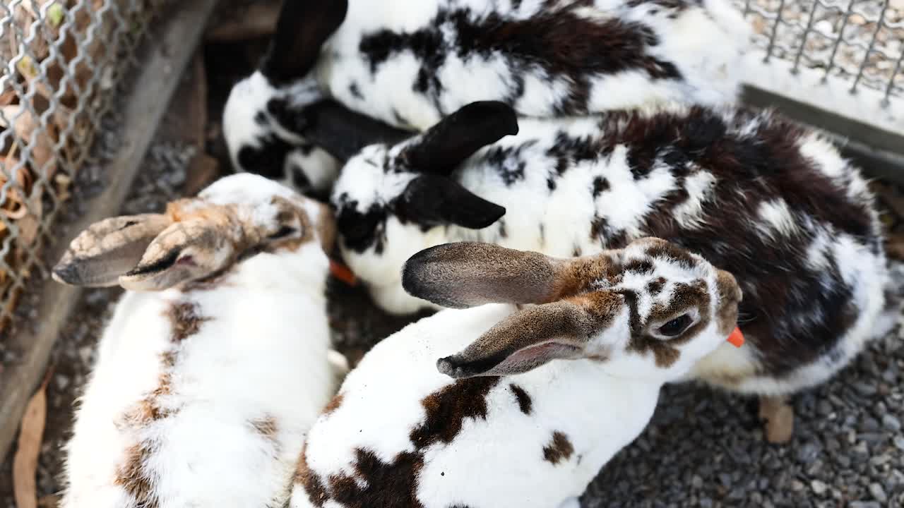 시장에서 상호 작용하는 토끼 그룹