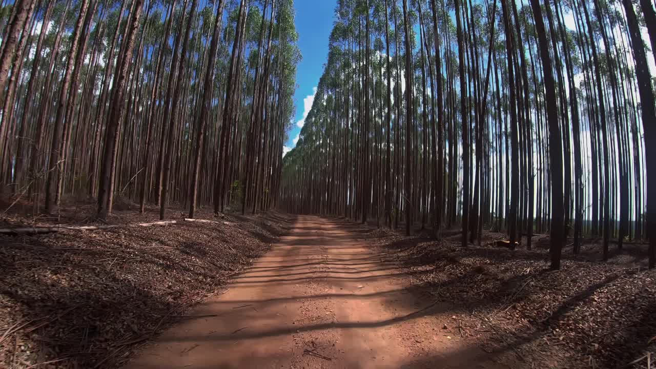 Forward-moving view along a rural road lined with tall pine trees under bright sunlight in Minas Gerais, Brazil