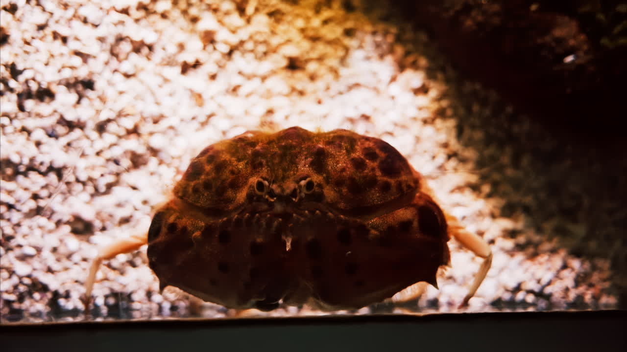 Close up of a crab near coral reefs