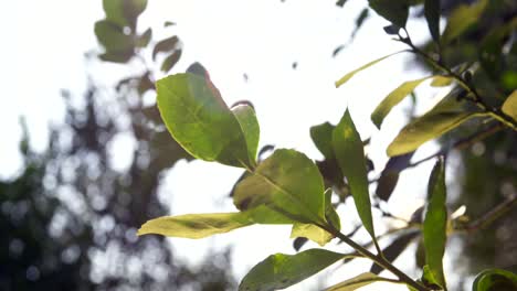 la planta yerba mate se balancea con gracia en el viento, mostrando la danza natural y rítmica de esta planta icónica de américa del sur