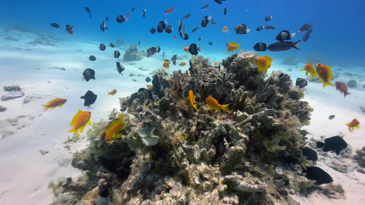 Tropical reef fish swimming around a coral reef in Zanzibar, Tanzania.