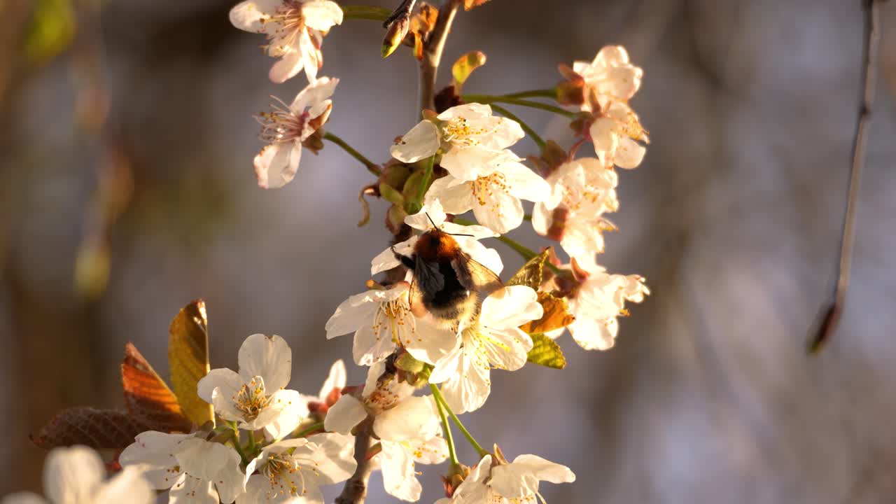 A cute animal, a bumblebee, searches for nectar on a blooming flower. It's spring, and everything is beginning to come alive. It's sunset, and everything is beautifully lit.