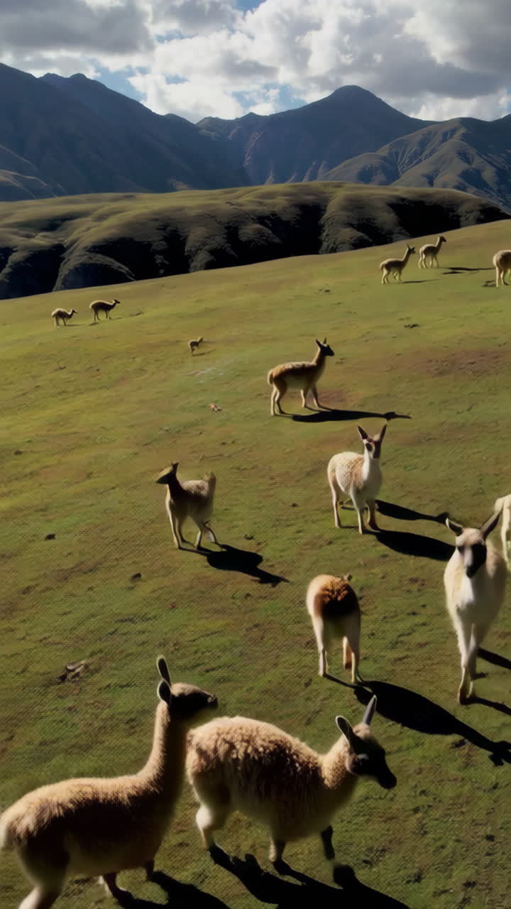 Herd of Camelids Grazing in Mountainous Grasslands
