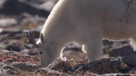 Female-mountain-goat-with-horns-grazing-between-rocks,-handheld