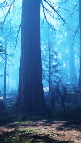 a tall tree stands in a misty forest