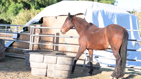 Rotes-Pferd,-Das-Auf-Einem-Bauernhof-Steht-Und-Auf-Essen-Wartet