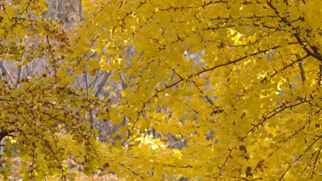 Schöne-Gelbe-Ginkgobäume-Im-Japanischen-Park-Im-Herbst