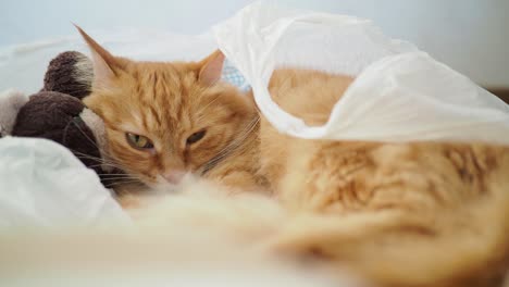un lindo gato de jengibre tendido en una bolsa de plástico con un oso de juguete de peluche. una mascota esponjosa está durmiendo. un fondo acogedor en el hogar con un gatito escondido en juguetes de un bebé ruidoso