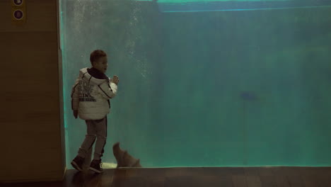 boy watching a manatee swim