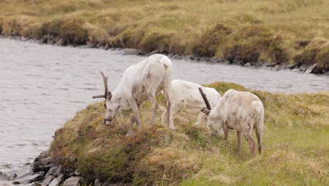 Rentiere-In-Natürlicher-Umgebung,-Nordnorwegen,-Nordkapp.-Wunderschöne-Natur-Norwegens.