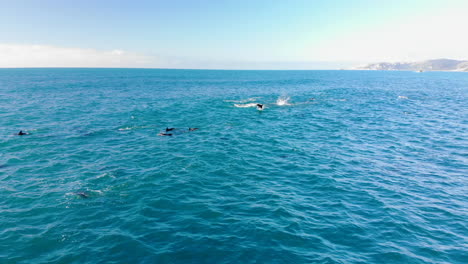 aerial school dolphins jumping 4k drone shot new zealand