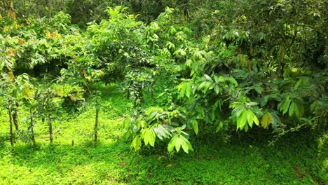 Track-shot-from-a-cocoa-trees-in-São-Tomé,-Africa