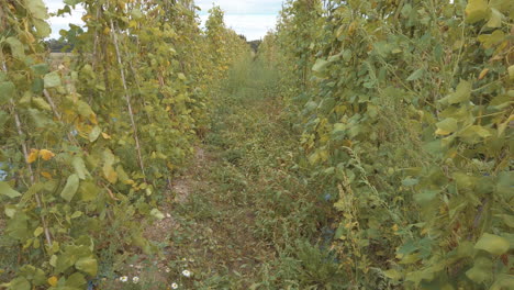 paseando entre las plantas de frambuesa al final del verano durante un día de recolección de frutas