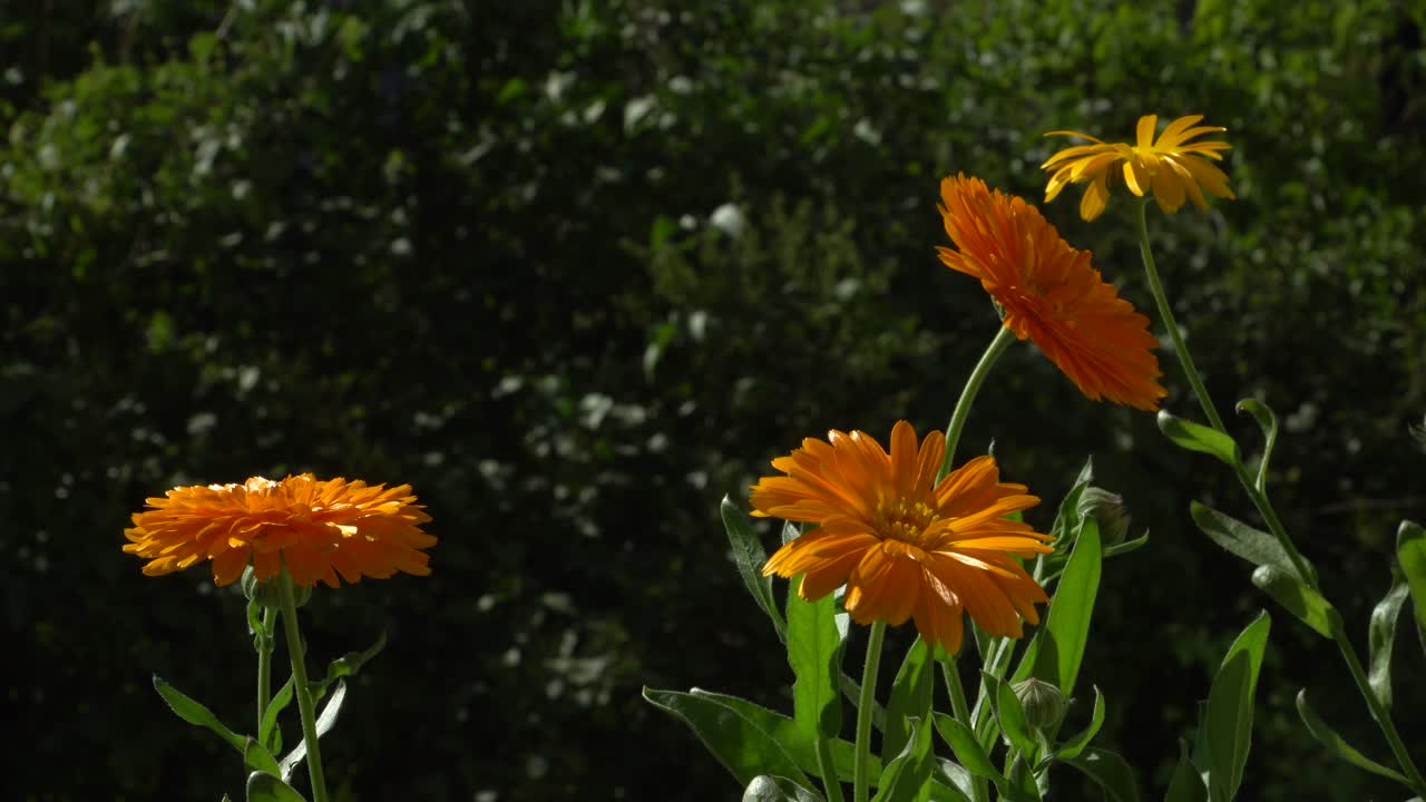 flores de caléndula de cerca que florecen de naranja a un tono amarillo