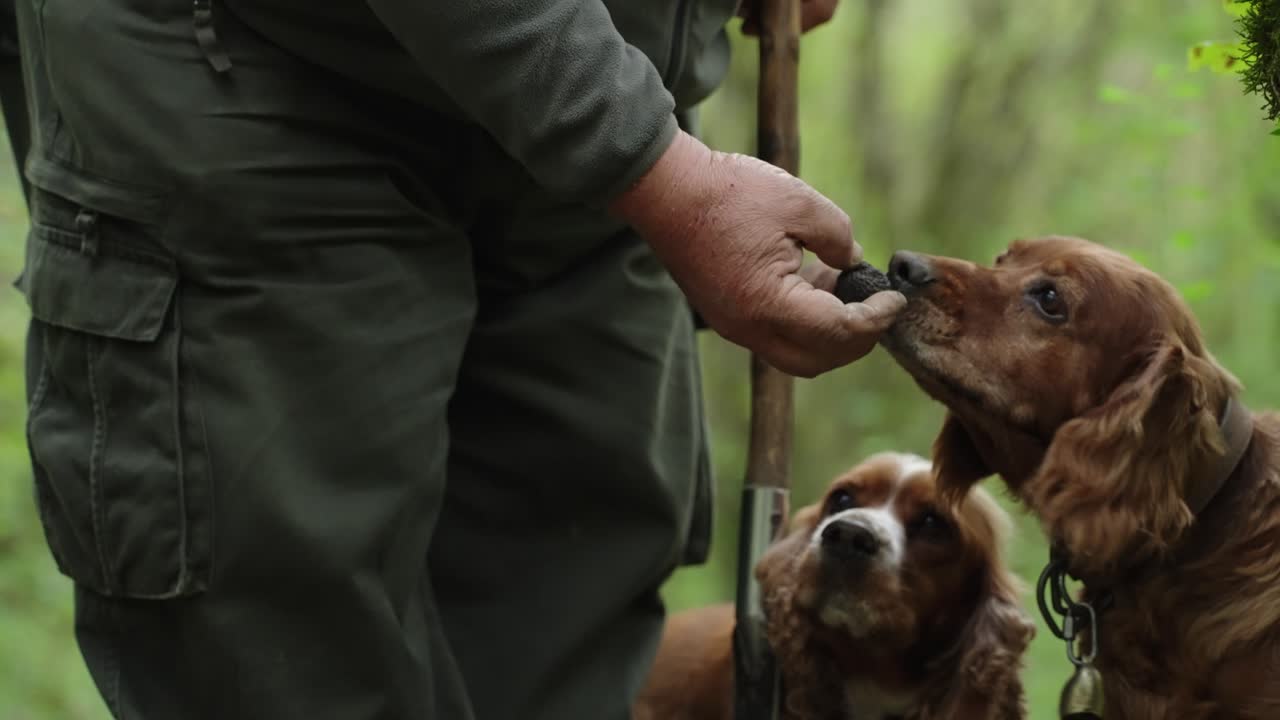 Dogs Sniffing The Truffles On The Persons Hand. - closeup shot