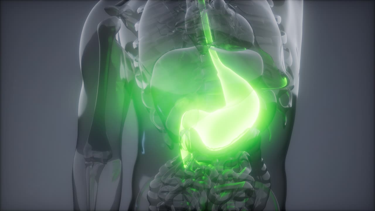 Human Stomach Radiology Exam