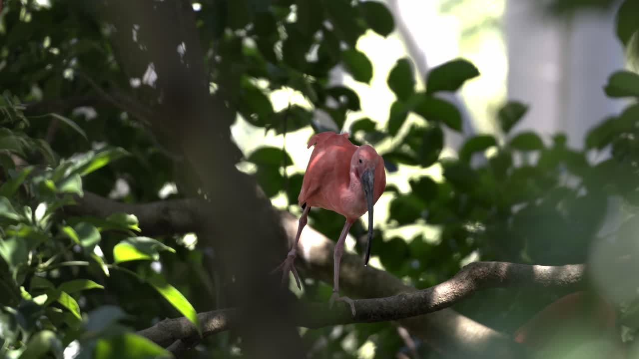 Scarlet Ibis Bird standing on a tree branch