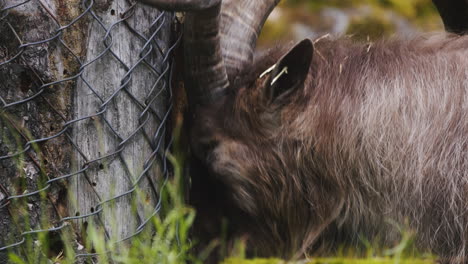 horned-goat-scratching-its-head-on-the-tree-trunk