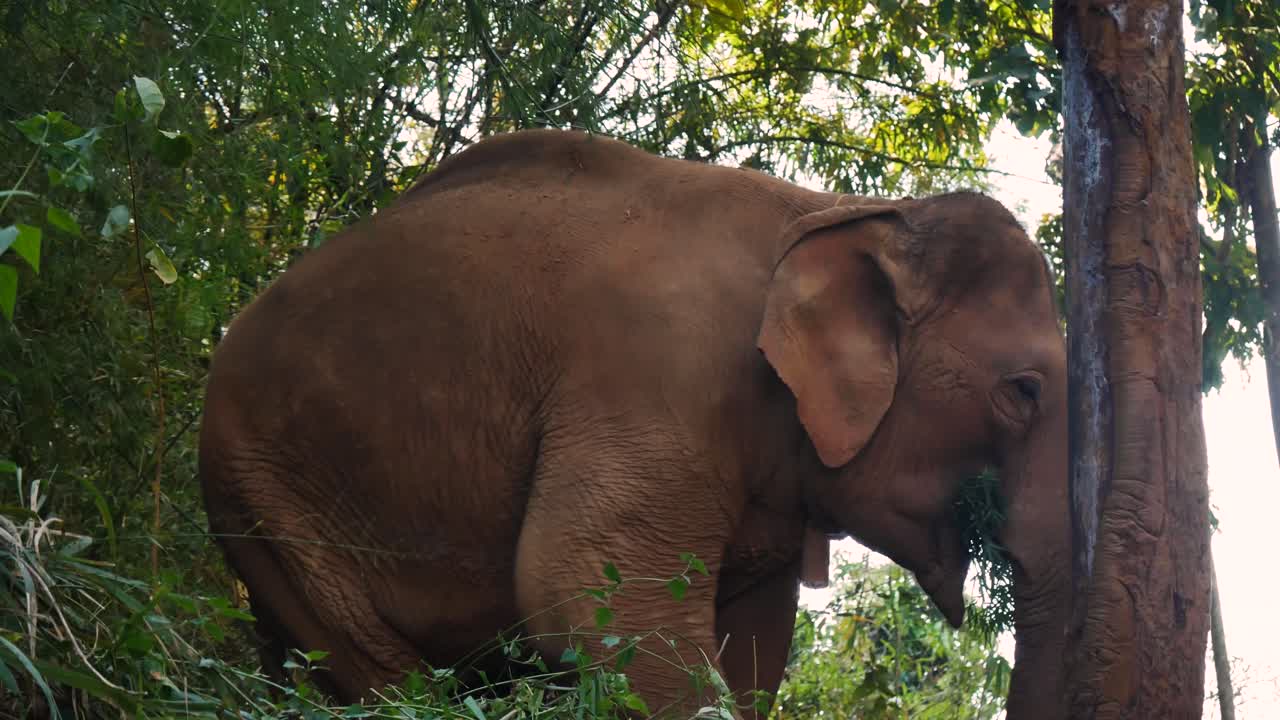 A close-up shot of an elephant eating in Thailand, highlighting the animal’s details and natural behavior