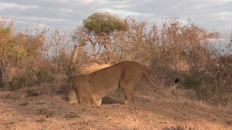 Lioness-digs-deep-into-a-warthog-burrow