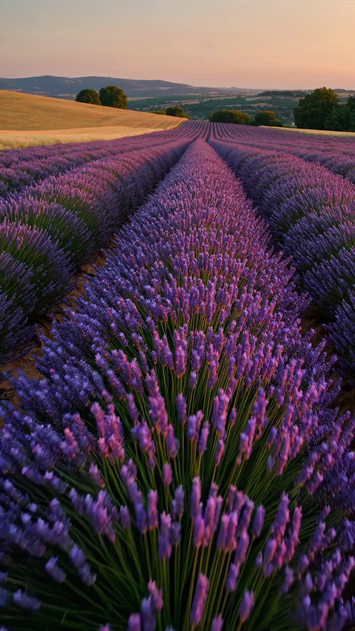 A stunning video concept of endless lavender fields at sunset, captured from a low angle
