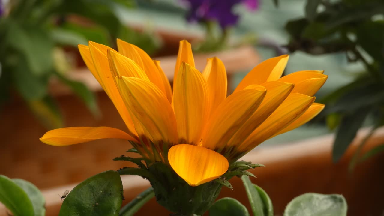 Una ripresa ravvicinata di profilo di un fiore di Gazania linearis. I petali del fiore sono di un colore giallo brillante