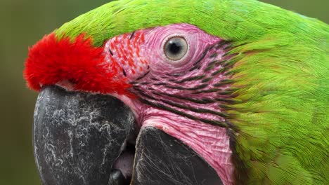 tiro de cerca extremo de un exótico gran guacamayo verde con frente roja, haciendo sonidos de chasquido del pico, especie de ave en peligro crítico de extinción